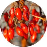 Berberine HCl ingredient in Phytomem One