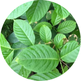 Corosolic Acid ingredient in Phytomem One