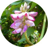 Kudzu Flower ingredient in Phytomem One