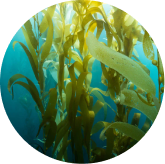 Fucoidan ingredient in Phytomem One