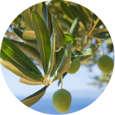 Oleuropein ingredient in Phytomem One